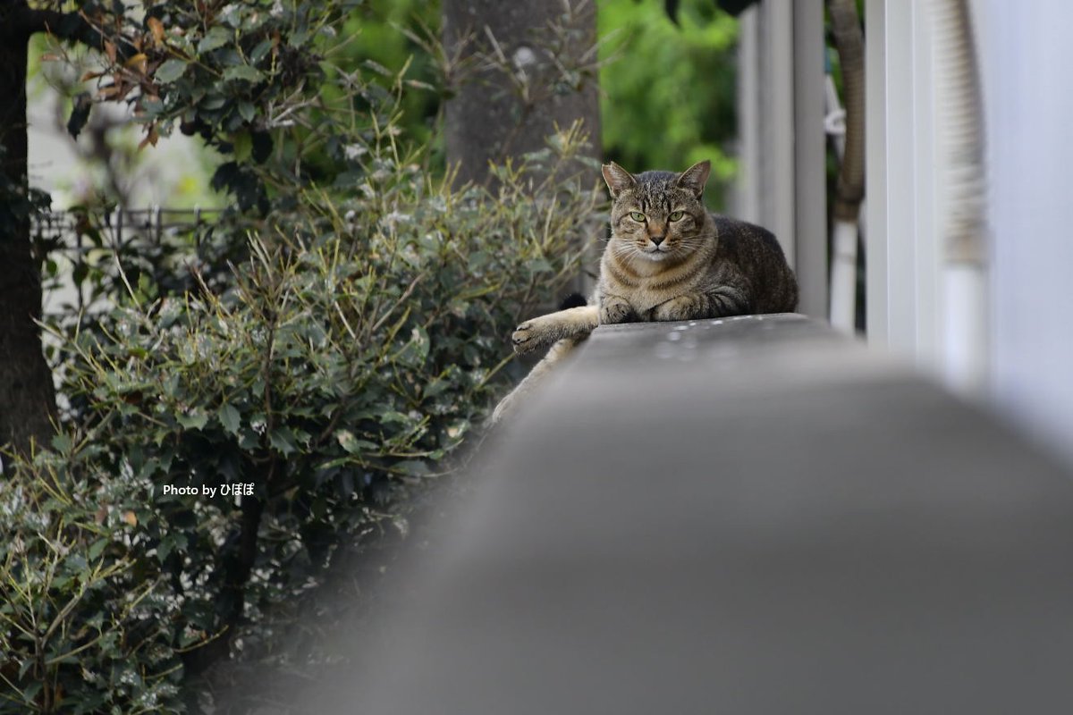 あっ、カメラのおっさんや。