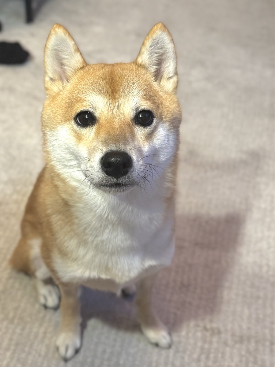 豆柴ちゃむ (@mame11cham21) / Posts / X