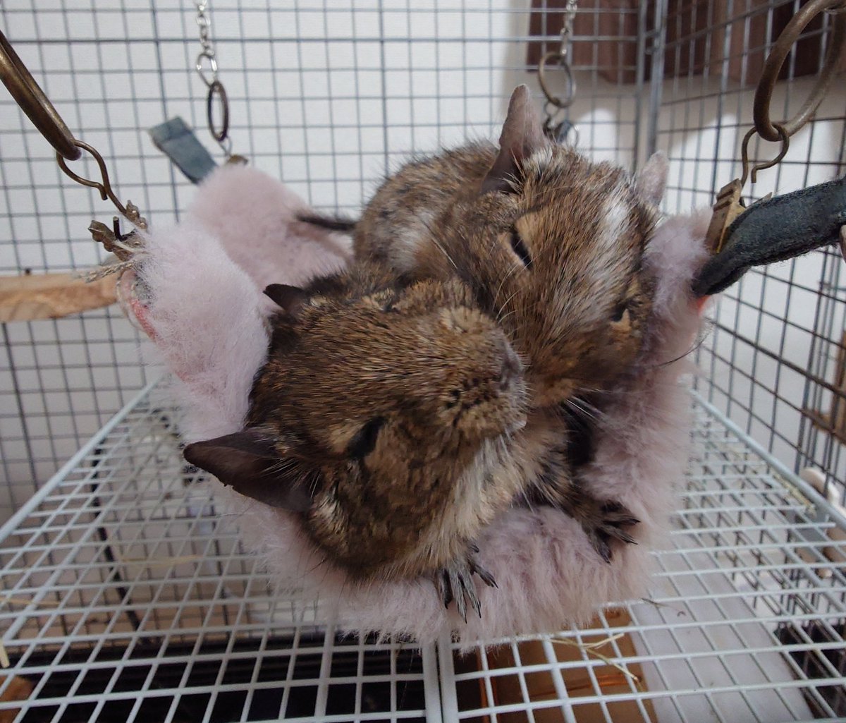 ぐりとぐら on X