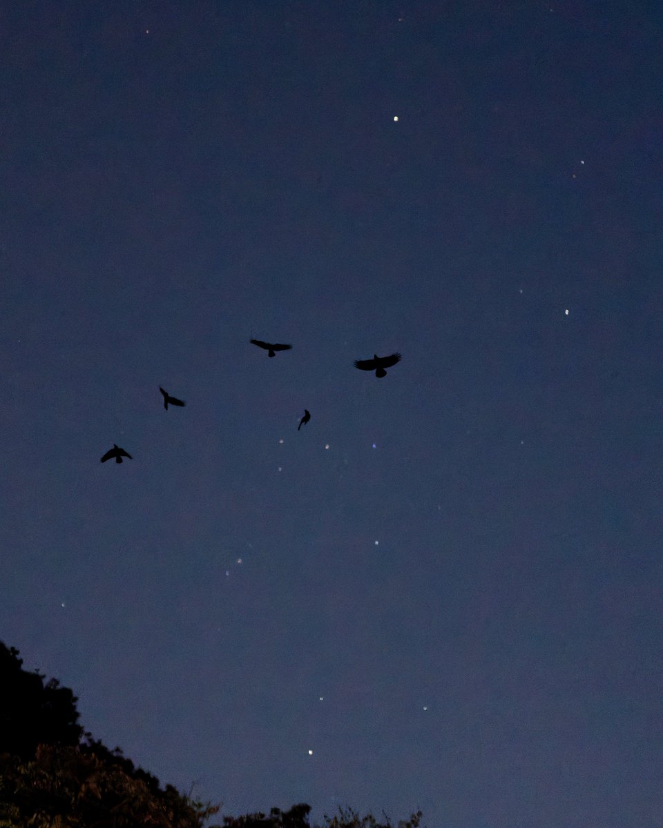 しうぽーにゅ on X