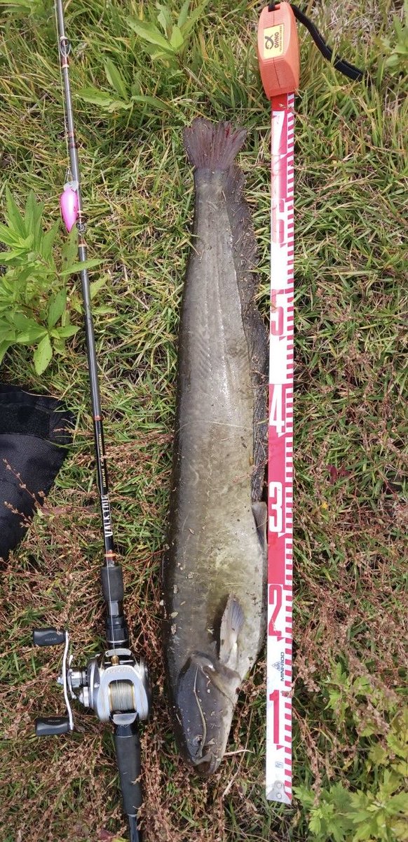 abua6500Cオールド雷魚ナマズ abua6500Cオールド雷魚ナマズ abua6500C