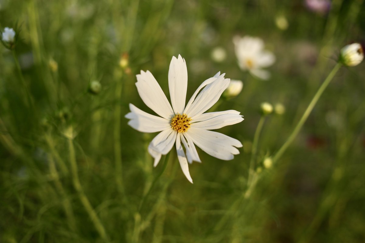 art_fan_tokyo's tweet image. やっぱり28mm買うか。
#デジタル一眼レフ  #photo_jpn  #EOS6D #EF40mmf28  #毎スナ #photo_nigata