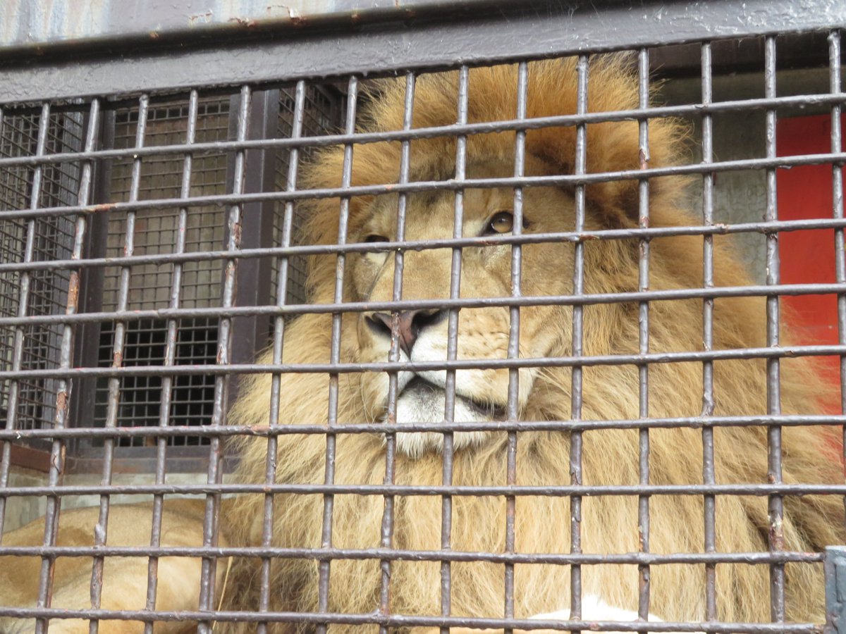 chacha09040326's tweet image. GOくん 檻に近すぎる🦁💦
2025.11.02
#宇都宮動物園 #ライオン #GO