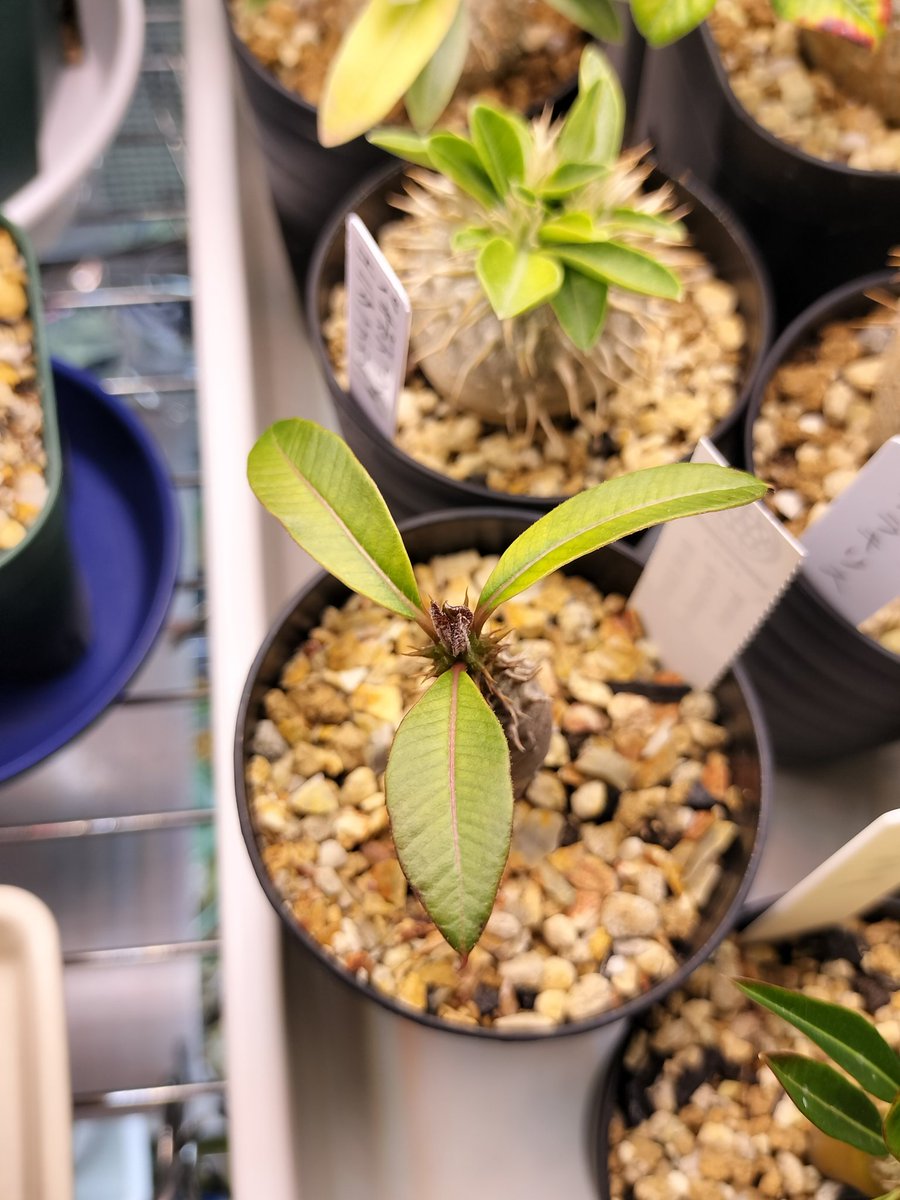 誘魔brand 塊根植物 多肉植物 塊根植物 -caudex- | 青坊主-aobouzu-