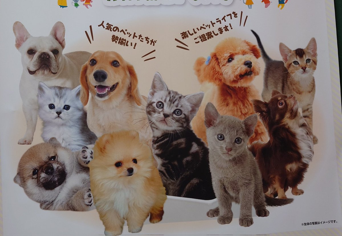 三毛猫♡仲良しひよこ♡コタツ大好き 三毛猫♡仲良しひよこ♡コタツ