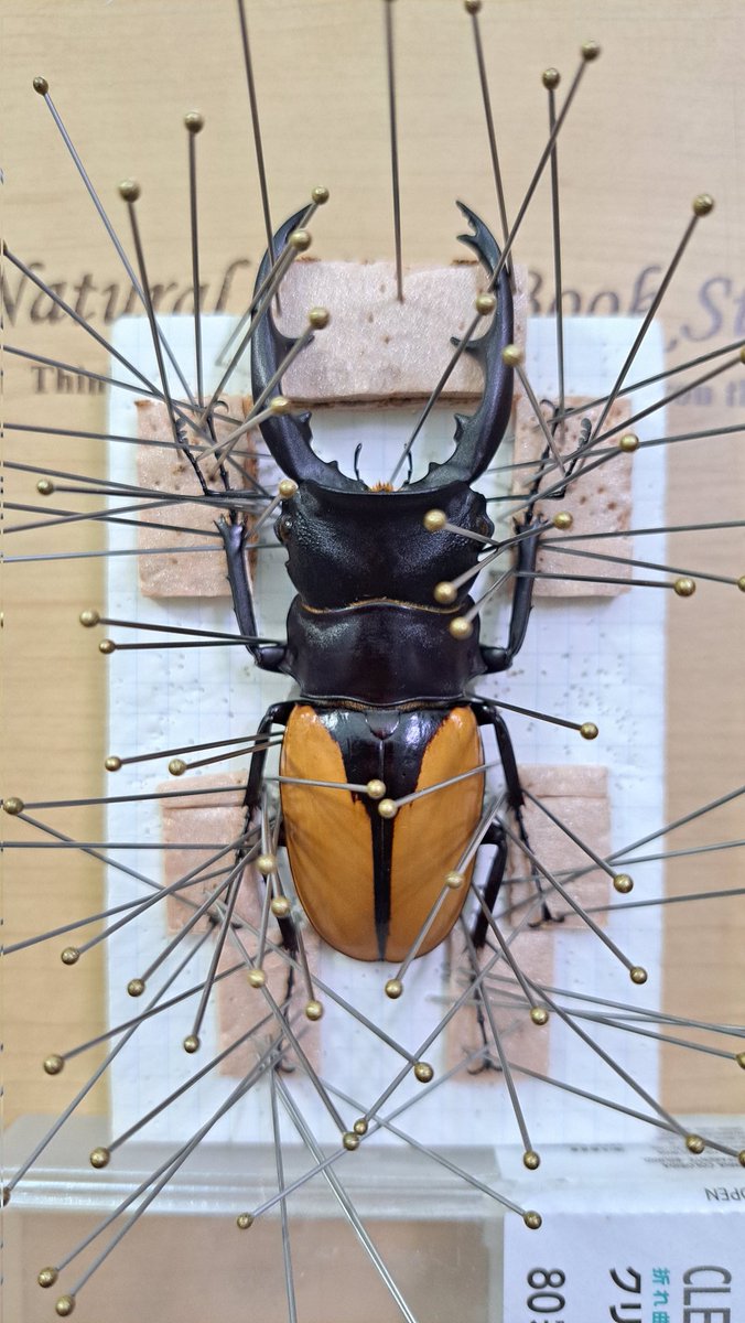 Ha(Azazel) tweet media