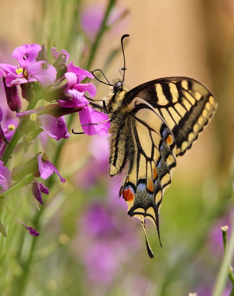 WLH1972's tweet image. Swallowtail feeding #colourful