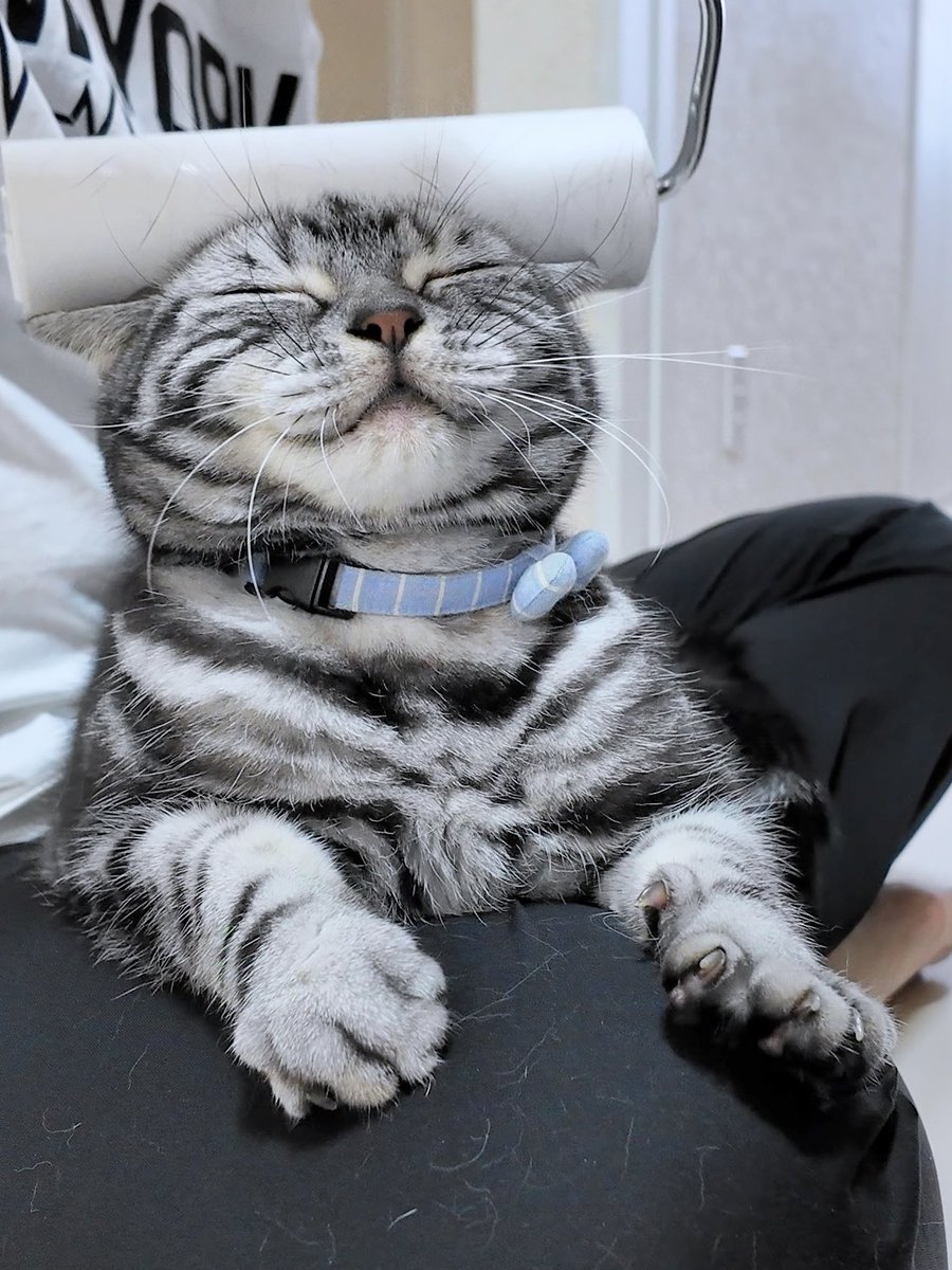 「あぁ…たまらんですニャ…」と猫が頭を押し当ててきます。