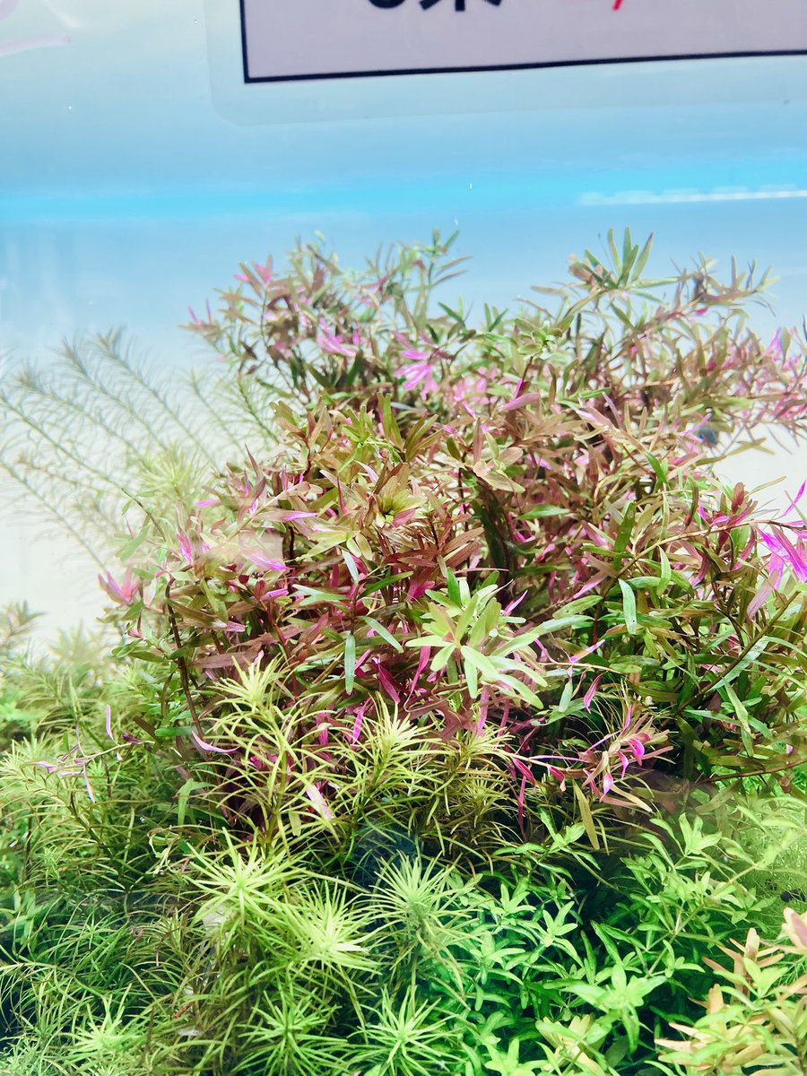 AQUASHOPゆう (アクアショップ ゆう) on X