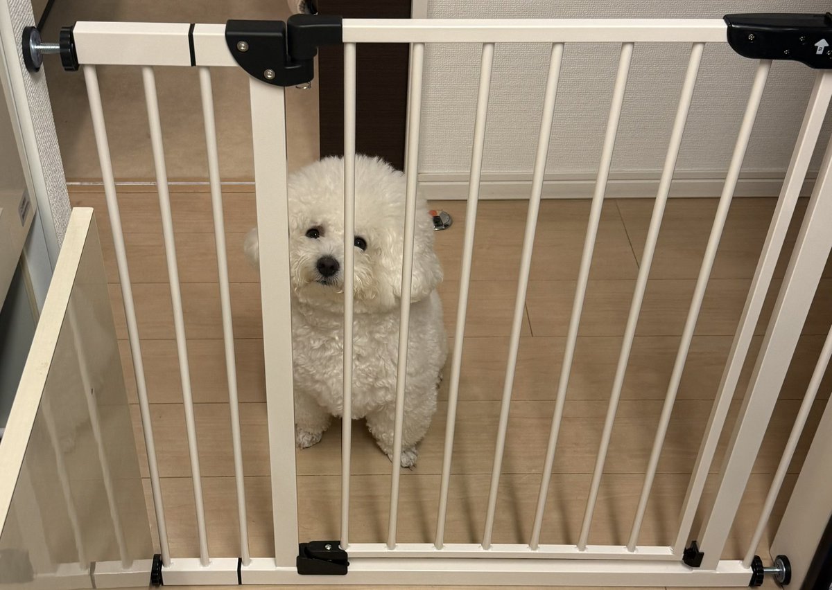 甘えびフライ (@gdy844bd) / Posts / X