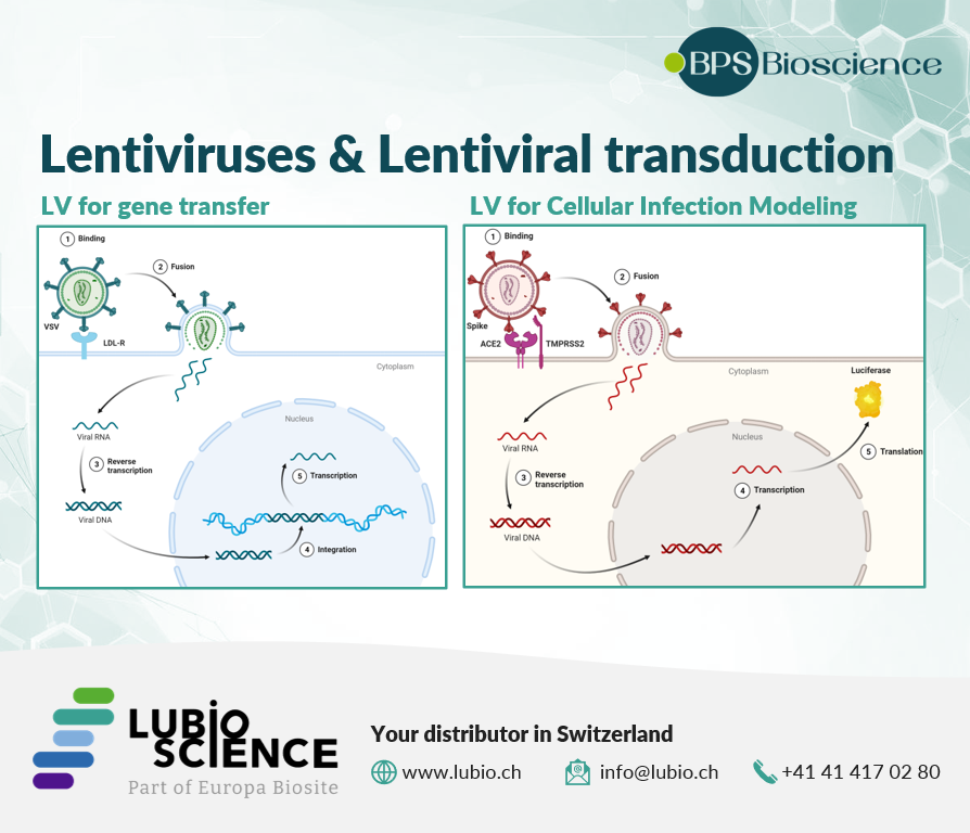 LubioScience's tweet photo. Ready-to-use lentiviruses for reliable research 🔬
Lentiviral transduction is one of the most versatile tools in modern life science. Learn more about lentiviruses and lentiviral transduction in our blog 👉 https://t.co/9qCR8Bwjso https://t.co/gulXOgLlHx