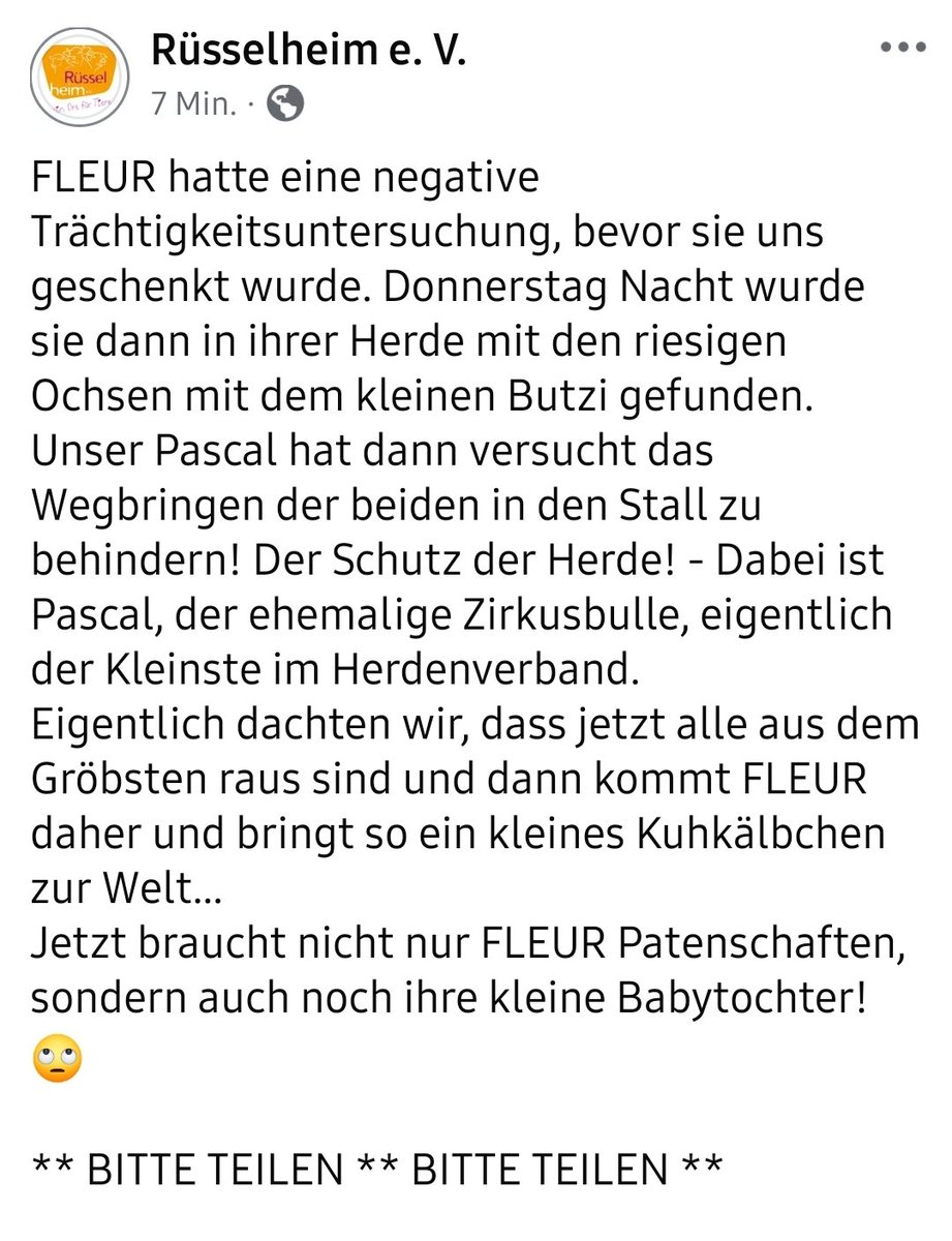 FLEUR hatte eine negative Trächtigkeitsuntersuchung, bevor sie uns geschenkt wurde. Donnerstag Nacht wurde sie dann in ihrer Herde mit den riesigen Ochsen mit dem kleinen Butzi gefunden.
Jetzt braucht nicht nur FLEUR Patenschaften, sondern auch noch ihre kleine Babytochter! 🙄