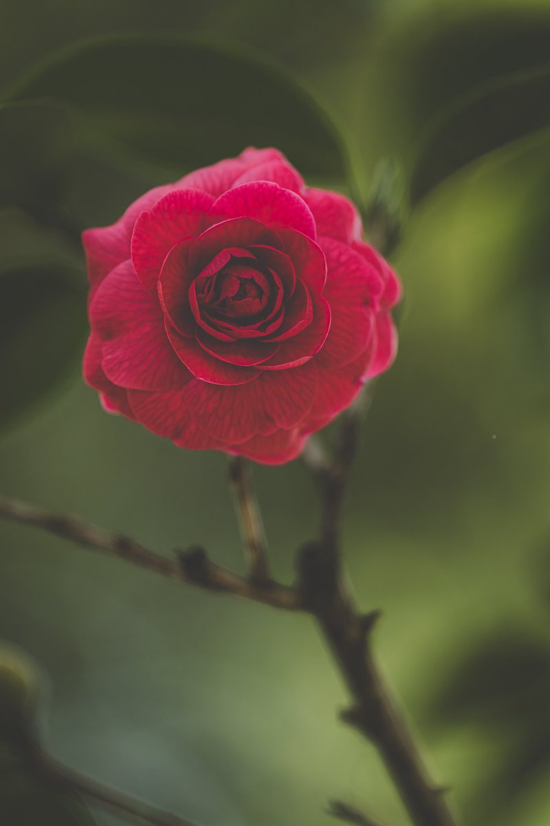 咲良 (@sakuranotabi) / Posts / X