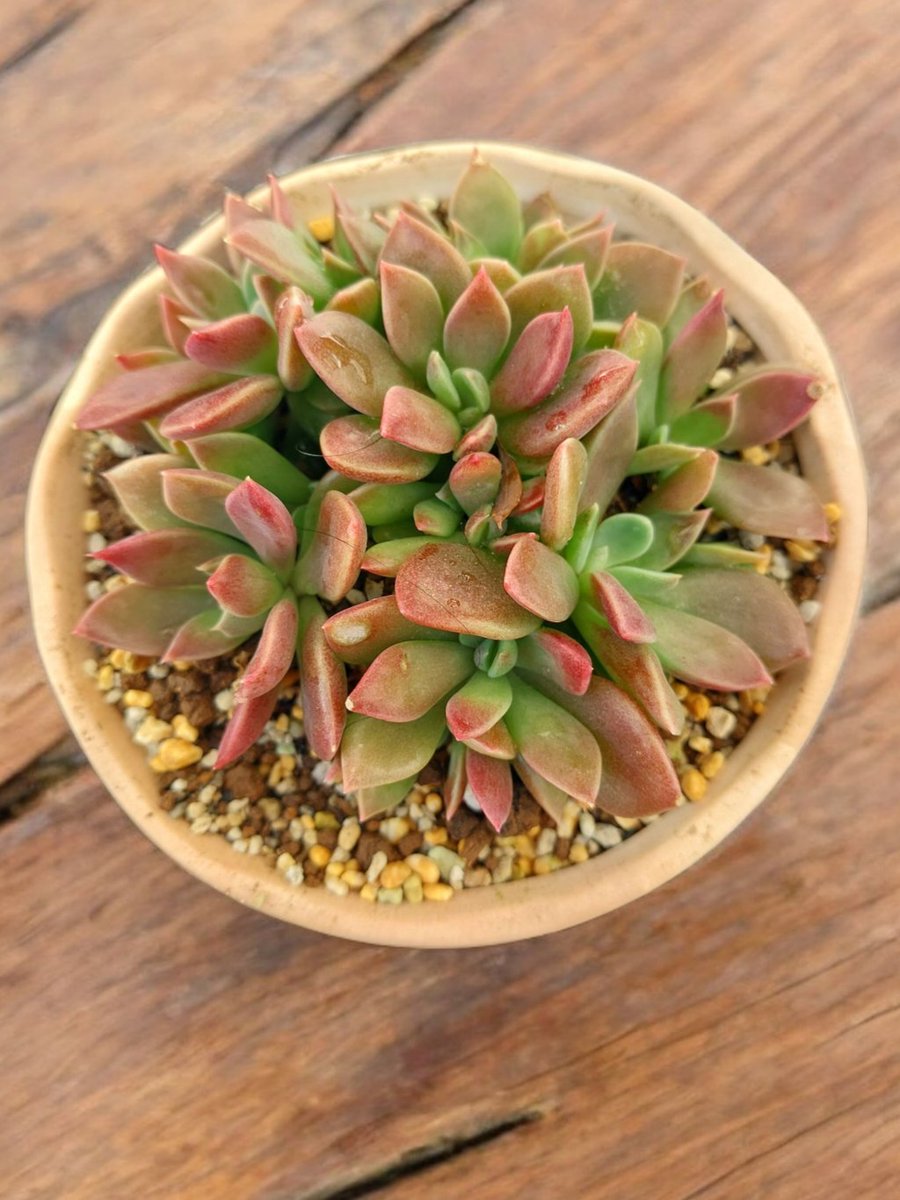 調整中】ジブリ感ある可愛い見た目！ぽってり幹！アラビカ半島の珍種