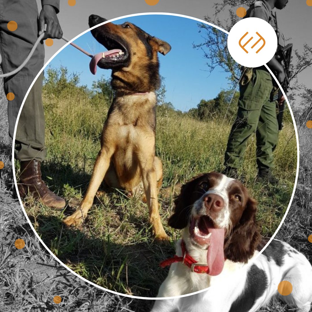 Rhinos need their best friends! 🐾

Help Stop Rhino Poaching NPC fund expert K9 training for their anti-poaching units. These dogs and rangers are on the front lines, tracking poachers and protecting wildlife in South Africa.

Support the heroes: loom.ly/bVHzC4U