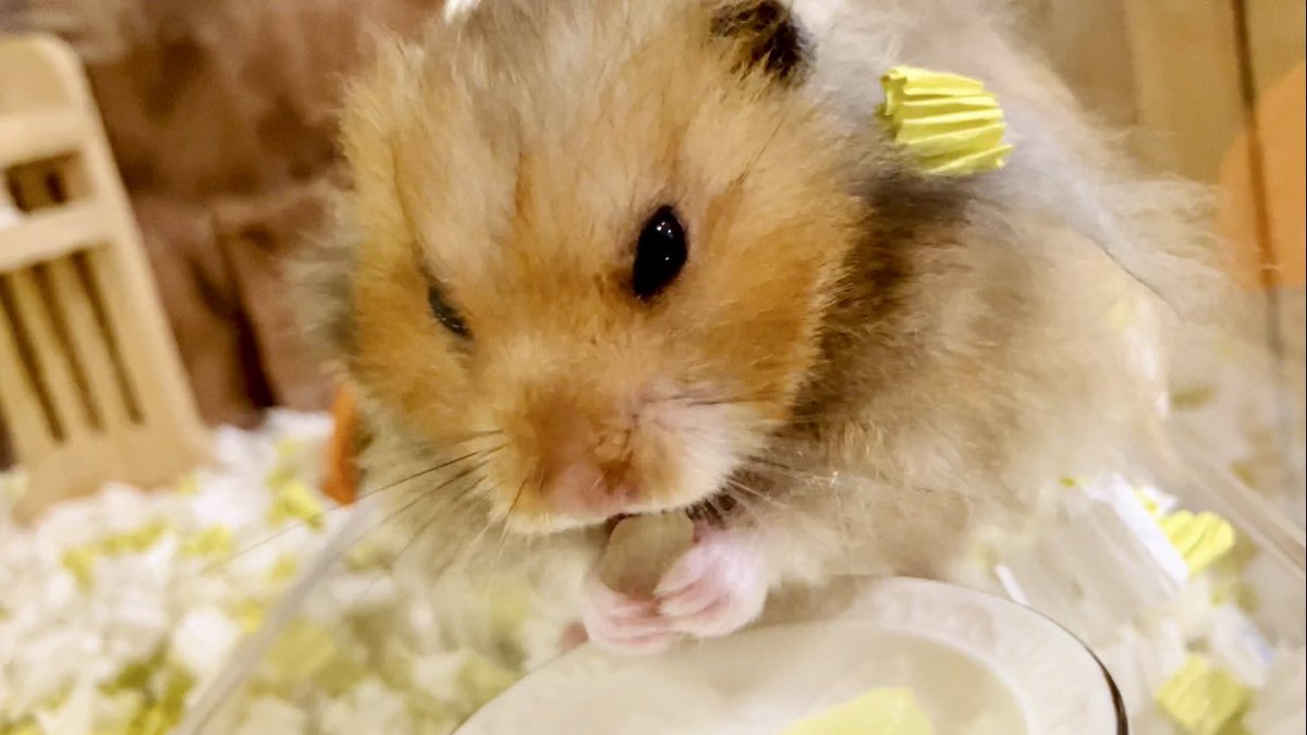 ささみ (@sasami225) / Posts / X