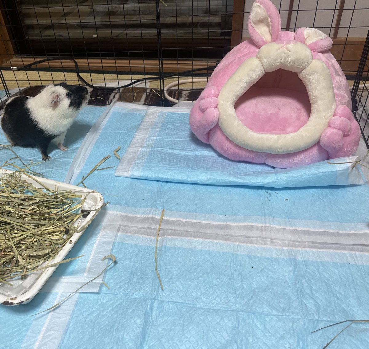 なつこ :p♡ 🐵🇫🇷🐎🟡四国一周制覇 (@7a2co) / Posts / X