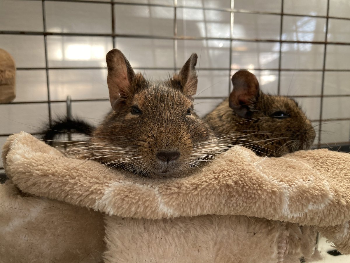 本当に眠いので、カメラを向ける飼い主にかまっている暇はありません