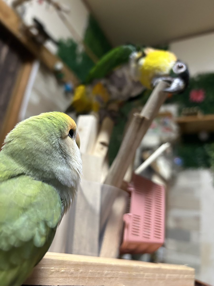 shu☆備長炭止まり木販売 (@shu_carbon) / Posts / X