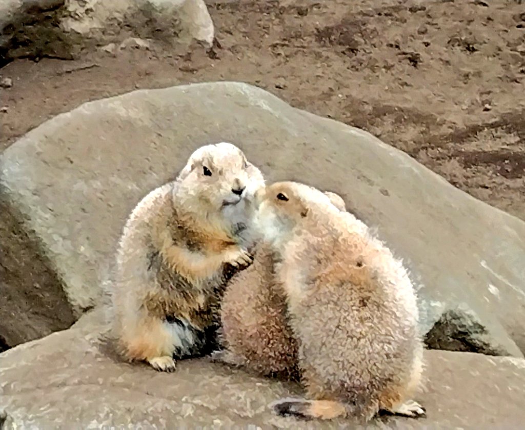 ♥みー様 確認用♥ 🌶🍛のがみ Φ 千華🍛🌶 (@fRfvAUXee85JMvx) / Posts / X