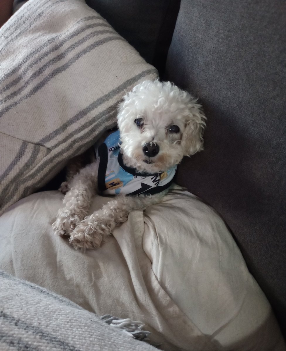 Pasamos 3 mundiales juntos, viste a Argentina campeón.  Te ponia la remerita de Messi en cada partidos como cábala  🐶🇦🇷 Fuimos a festejar juntos! Estabas en todas !!!! 🐶🌈
#BuenLunes para todos!!! 
#Recordando a Marcelito.