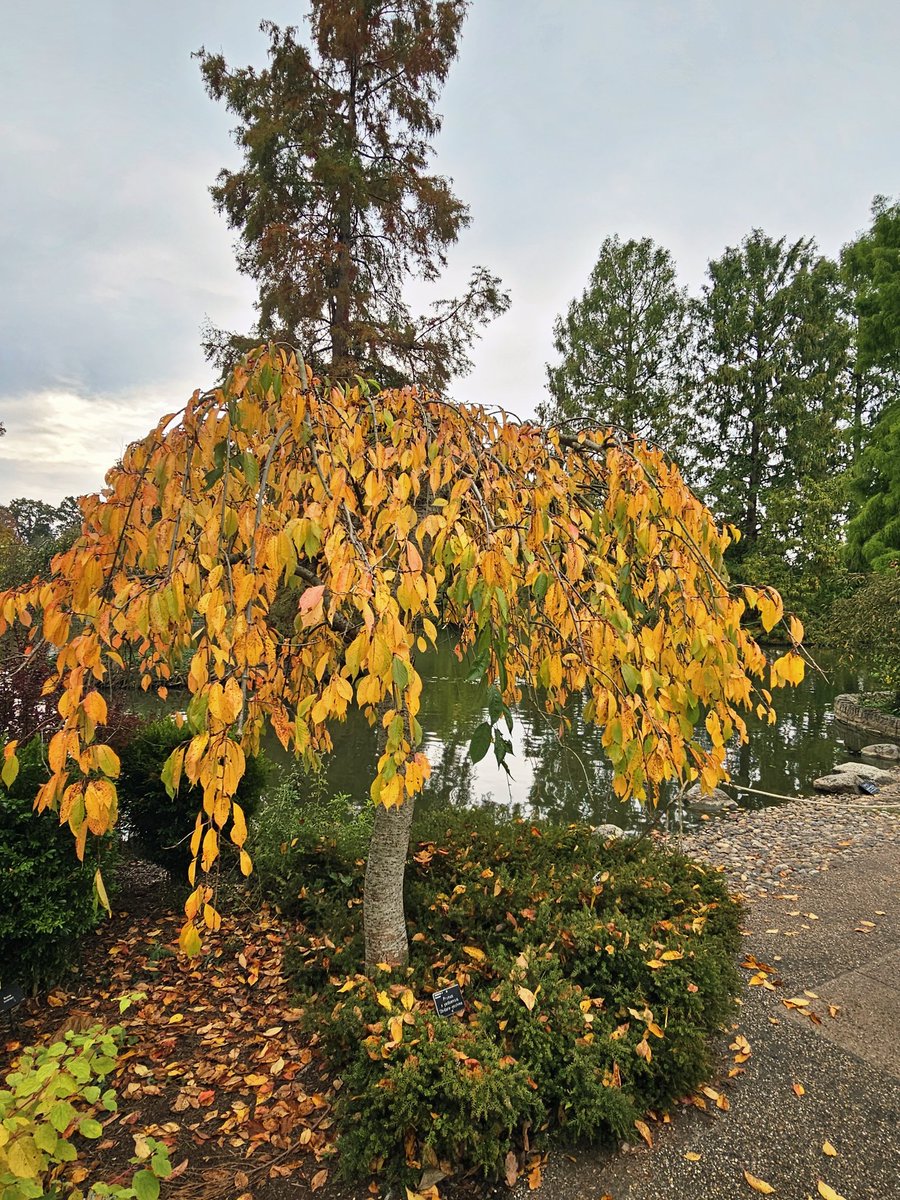 annaJones980's tweet image. 🍁🍂🍁
 
#TreeClub 🌳