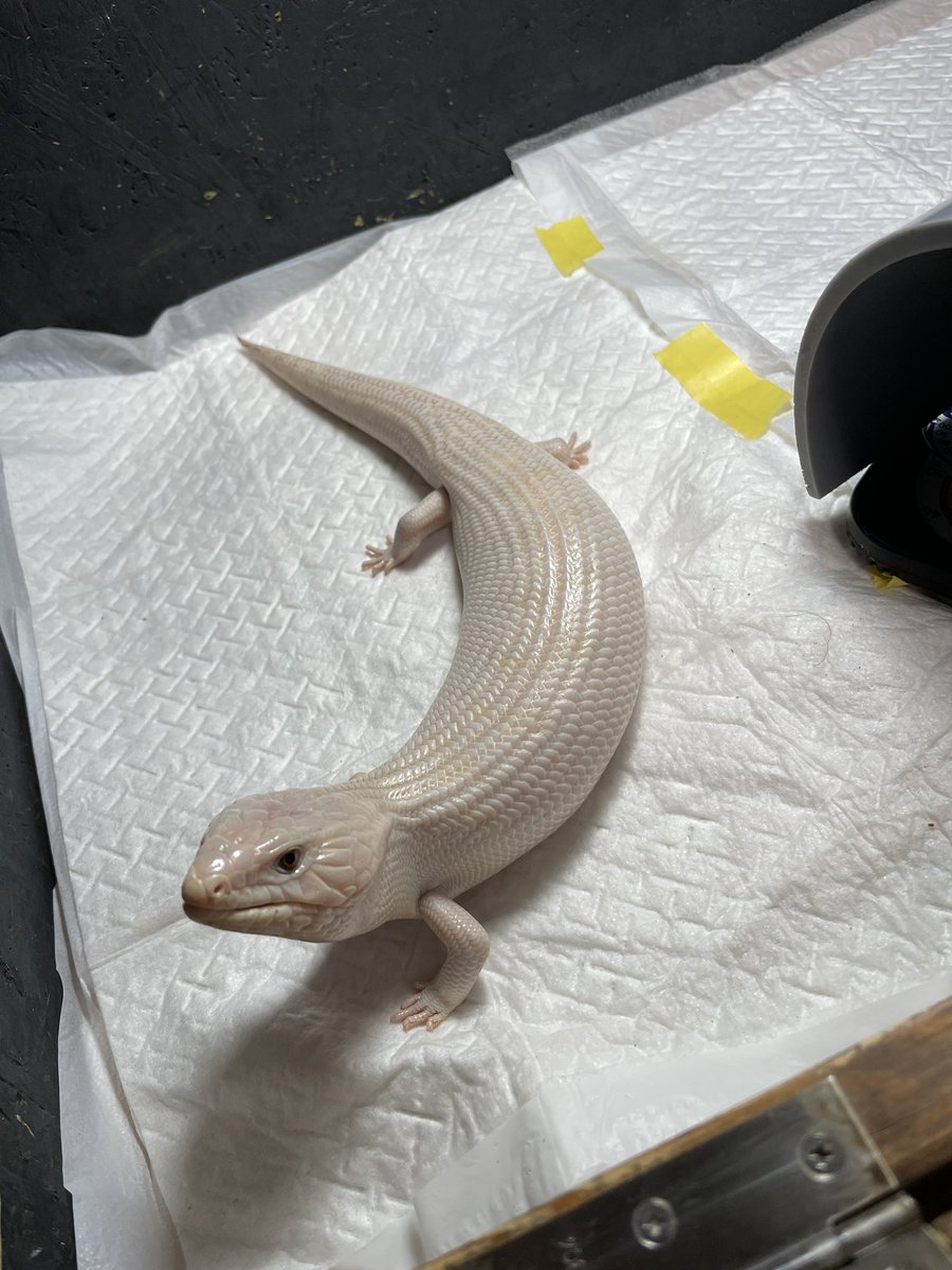 アオジタトカゲにハマって1ヶ月。

アイボリー買っちゃいましたw

かわいい。。

＃爬虫類