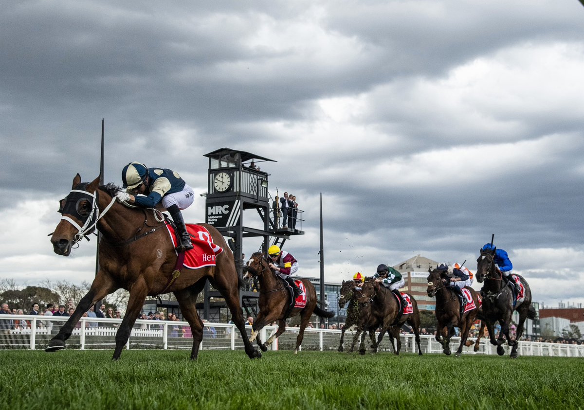 Tweenhills has 3 runners in the Gr.1 Melbourne Cup <a href="/FlemingtonVRC/">Victoria Racing Club</a>: half-brothers Buckaroo (pictured) and Middle Earth, and Valiant King. The last pair are by Roaring Lion. It's going to be emotional 🦁

Read more in <a href="/dredvers/">David Redvers</a>' interview with <a href="/theTDN/">TDN</a> below...