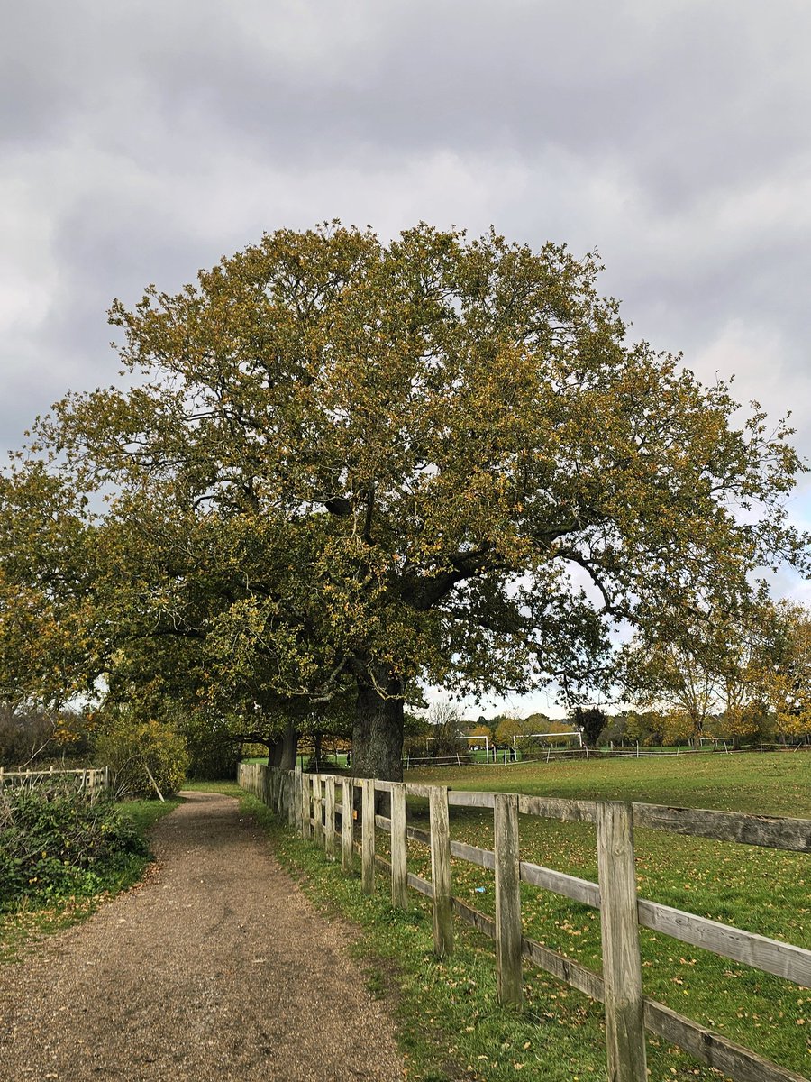 annaJones980's tweet image. Morning #TreeClub 🌳