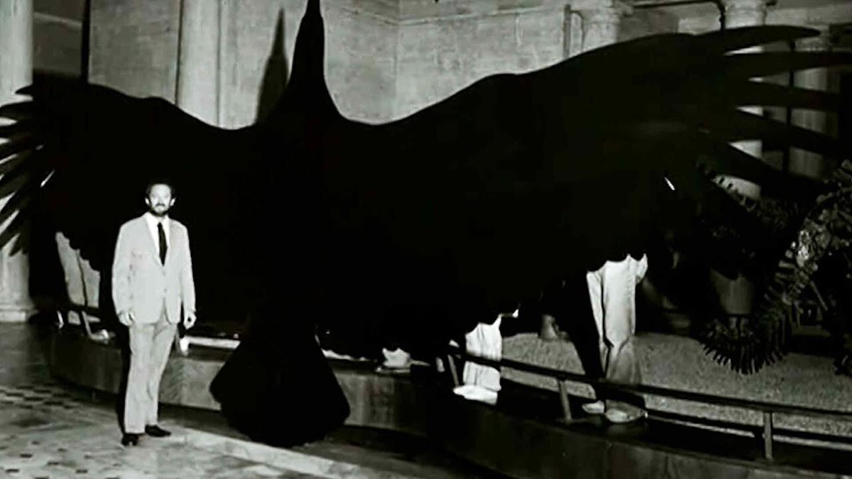 BigBangSciCom's tweet image. Une reconstruction d&apos;Argentavis magnificens, une sorte de faucon géant qui vivait en Argentine il y a environ 6 millions d’années. Il pesait environ 70 kg pour une envergure de 7 m !

Crédits : Kenneth E. Campbell

#fossile #paléontologie #animaux #zoologie #oiseaux #ornithologie