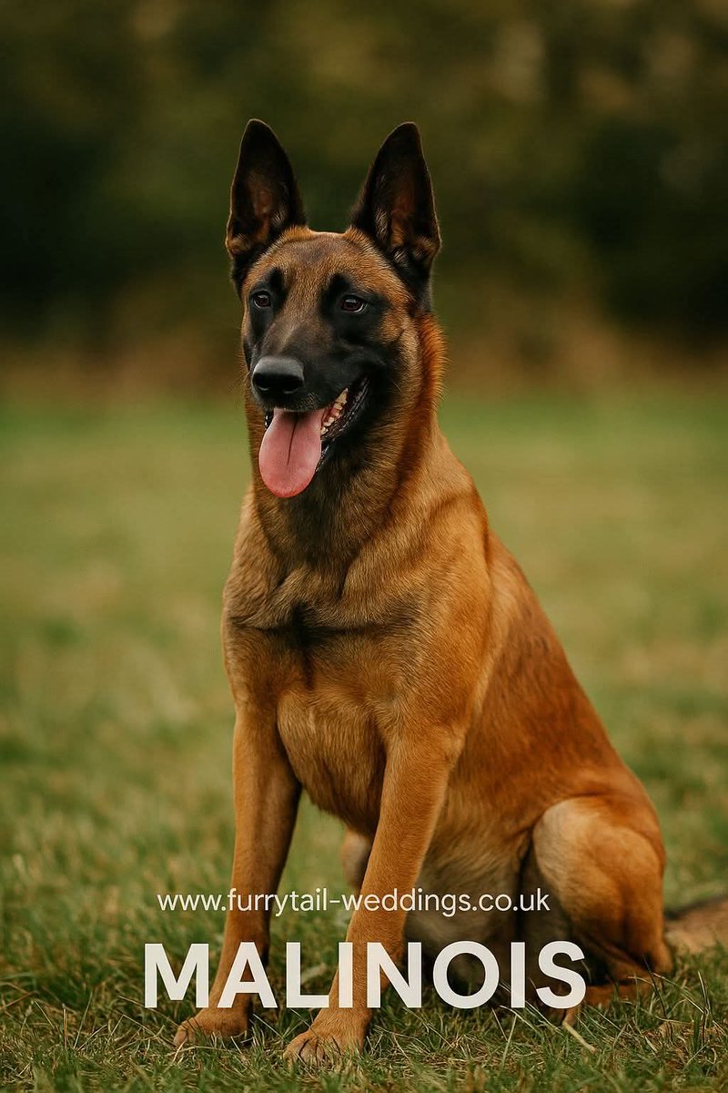 Day 3-🐾 Breed Spotlight: The Mechelaar (Malinois) 🇧🇪
Meet the Mechelaar, more commonly known as the Belgian Malinois — the athletic, intelligent powerhouse of the Belgian Shepherd family! 💪 More info here: facebook.com/share/1Gr3JtmV…
#FurrytailWeddings #DogBreedSeries #Malinois
