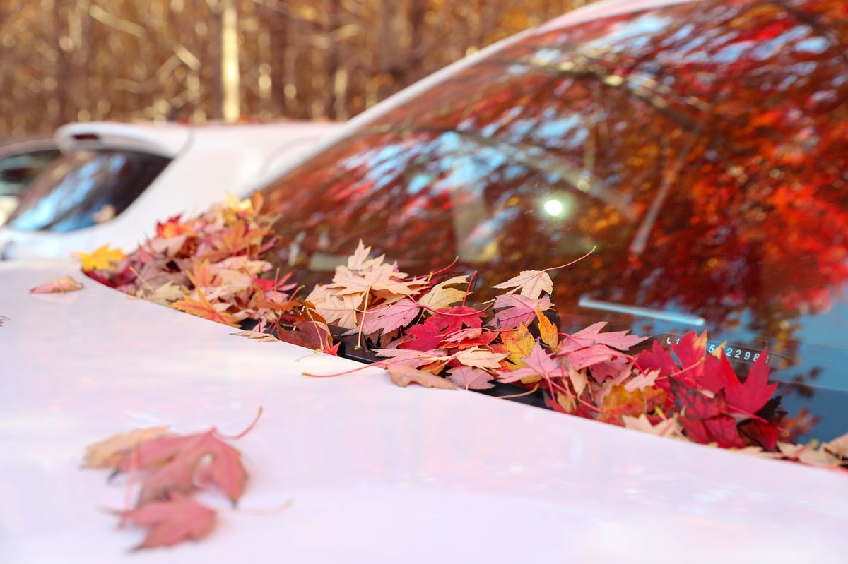 TouchShandong's tweet image. As late #autumn unfolds, over a thousand mu of red #maple trees in Xiagezhuang Town, #Shandong Province, are ablaze with crimson and #gold, drawing numerous #tourists to wander through this stunning #landscape. #travel #scenery