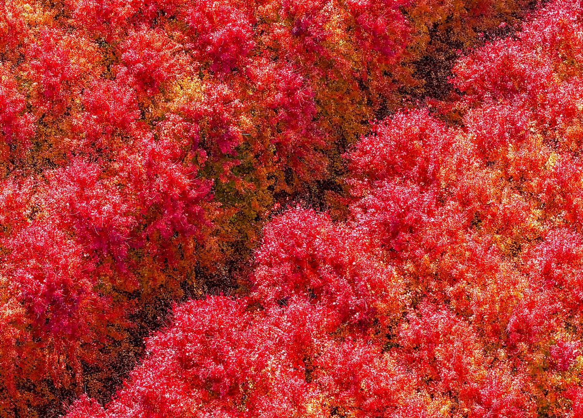 TouchShandong's tweet image. As late #autumn unfolds, over a thousand mu of red #maple trees in Xiagezhuang Town, #Shandong Province, are ablaze with crimson and #gold, drawing numerous #tourists to wander through this stunning #landscape. #travel #scenery