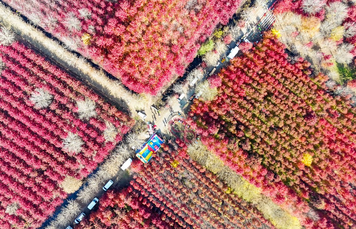 TouchShandong's tweet image. As late #autumn unfolds, over a thousand mu of red #maple trees in Xiagezhuang Town, #Shandong Province, are ablaze with crimson and #gold, drawing numerous #tourists to wander through this stunning #landscape. #travel #scenery