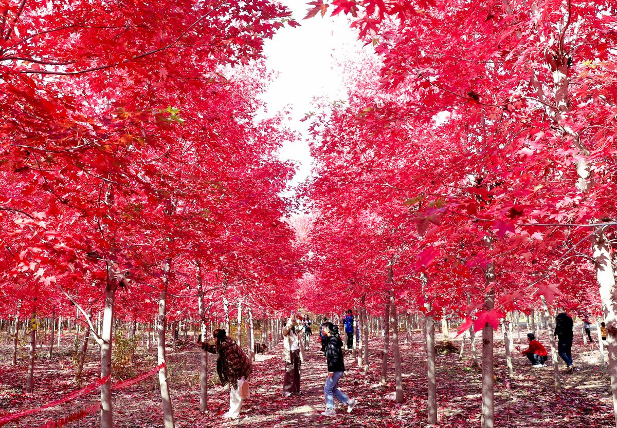 TouchShandong's tweet image. As late #autumn unfolds, over a thousand mu of red #maple trees in Xiagezhuang Town, #Shandong Province, are ablaze with crimson and #gold, drawing numerous #tourists to wander through this stunning #landscape. #travel #scenery