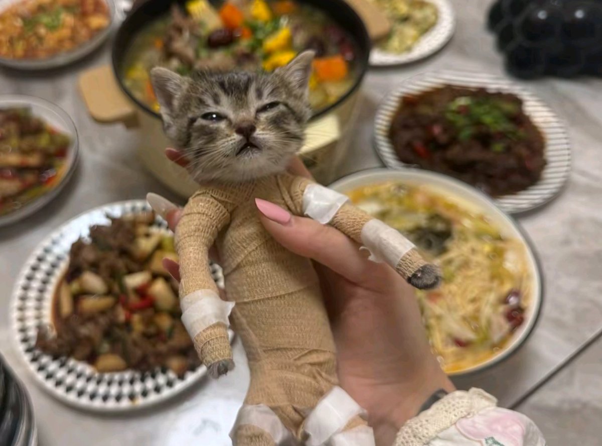 cembrasol's tweet photo. $panghu 

4oZ1o1XyKTPLjqXS87sRoKyrDhckYE374GcT9Yu4pump

This cat deserves millions. https://t.co/AVgoQd42Eq