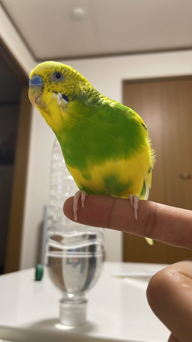 ちゅん (@chun357) / Posts / X