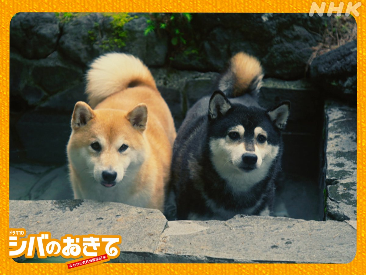 ドラマ10【#シバのおきて】
第5回　「犬温泉より愛をこめて」
11月4日（火）夜10時放送

こんにちは！福助です！
温泉にきてるよー♨️
ボム先輩！気持ちいいっすねぇ🐾

NHK ONEで第4回配信中だONE!
web.nhk/tv/an/shibanoo…

#大東駿介 #飯豊まりえ #こがけん 
#柄本時生 #津田健次郎
