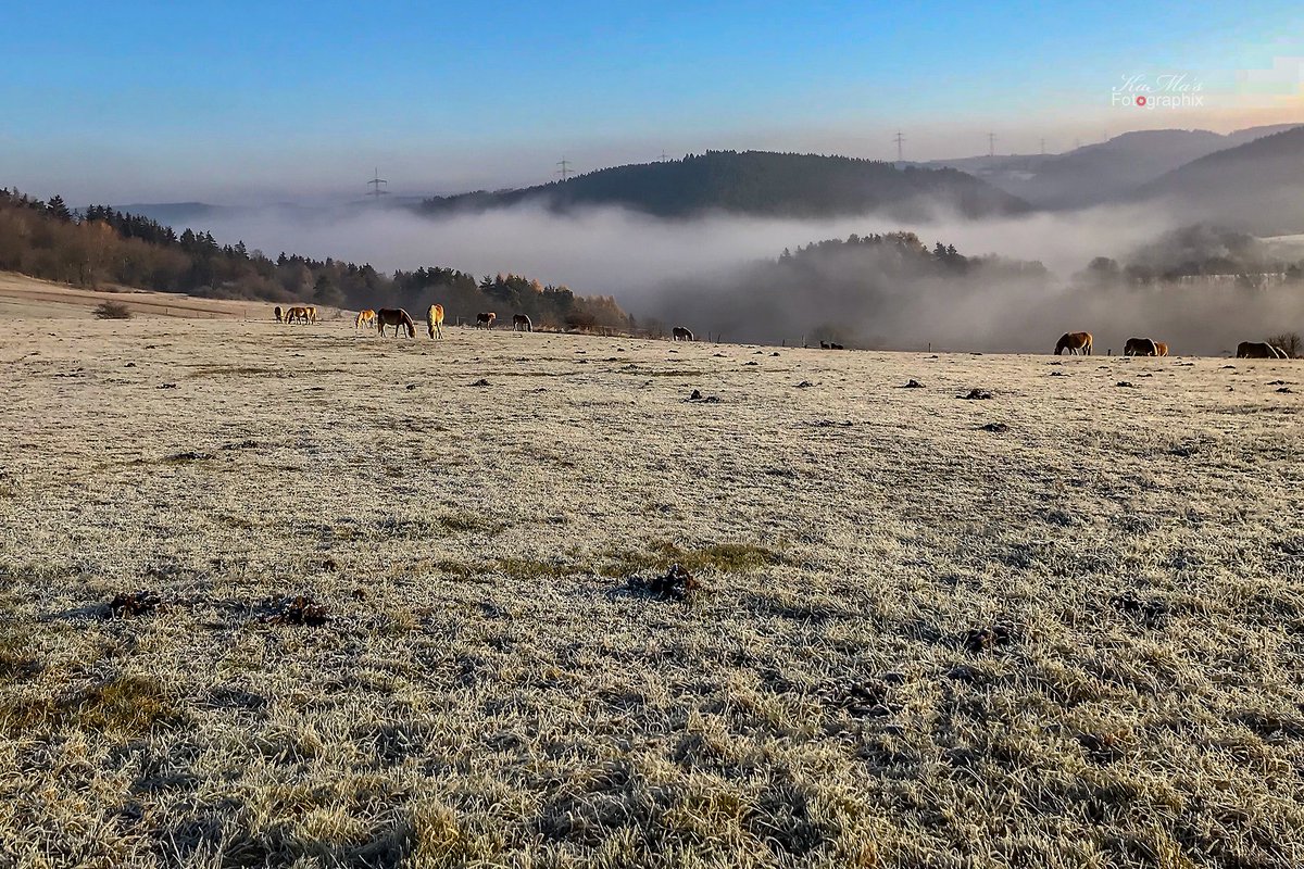 Es sieht ein bisschen kalt aus 🥶
#animal #tier #animals #pferdeliebe #horselove #gutenmorgen #goodmorning #thüringerwald #thüringenfotografie #outdoor #fujifilmxe1 #pferde #horses #fog #landscape #Mountains #sky