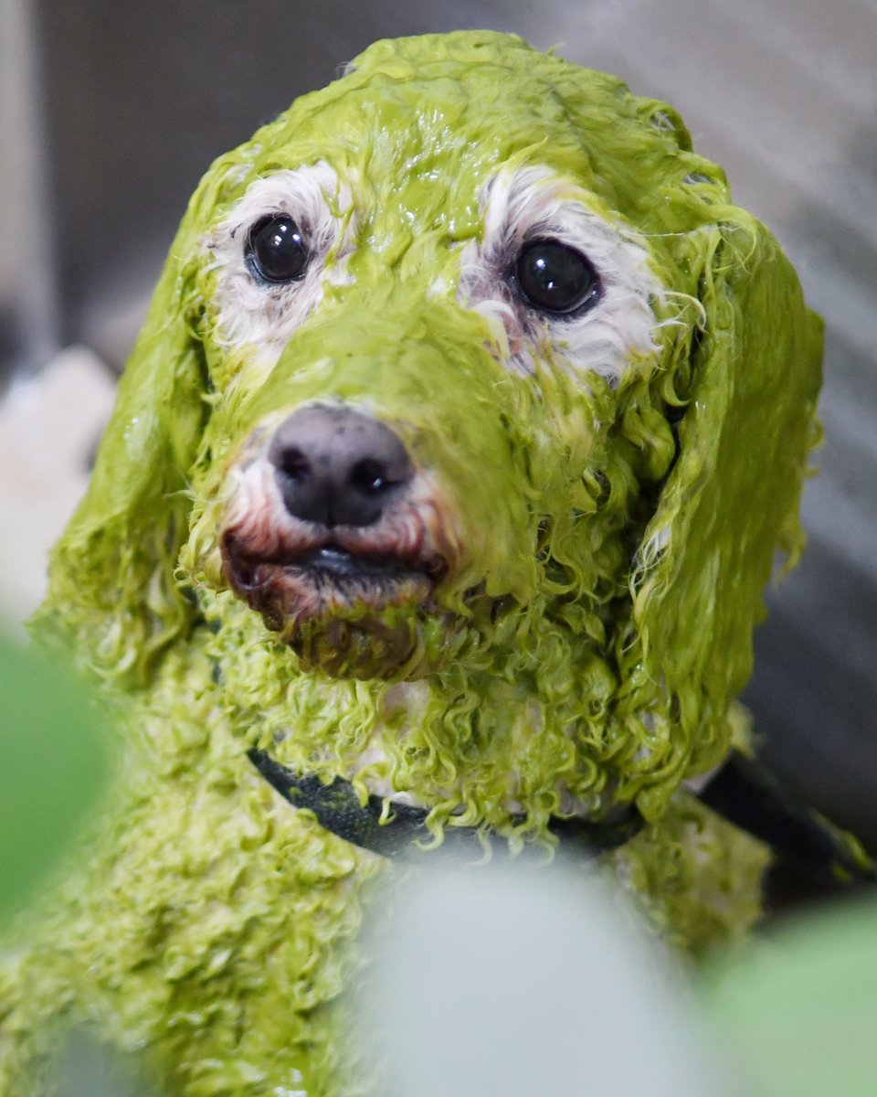 PET-SPA】ツリーモール 乾燥の季節に備えて、秋から保湿ケアはいかが
