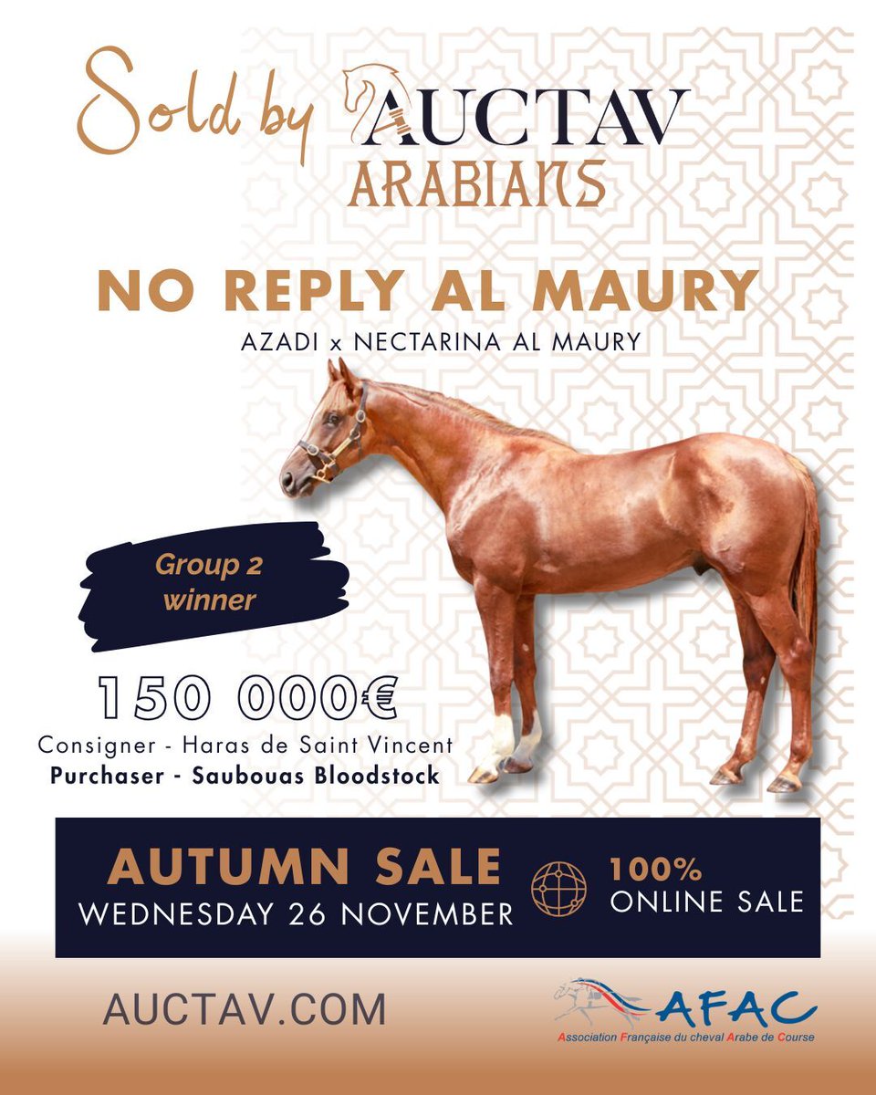 🏆 From the ring to Group 2 victory !
NO REPLY AL MAURY, sold for €150 000 in 2022 to Saubouas Bloodstock, has fully confirmed his potential
Since his time at Auctav this son of Azadi claimed victory in the French Arabian Breeders’ Challenge at La Teste-de-Buch for Helal Alalawi