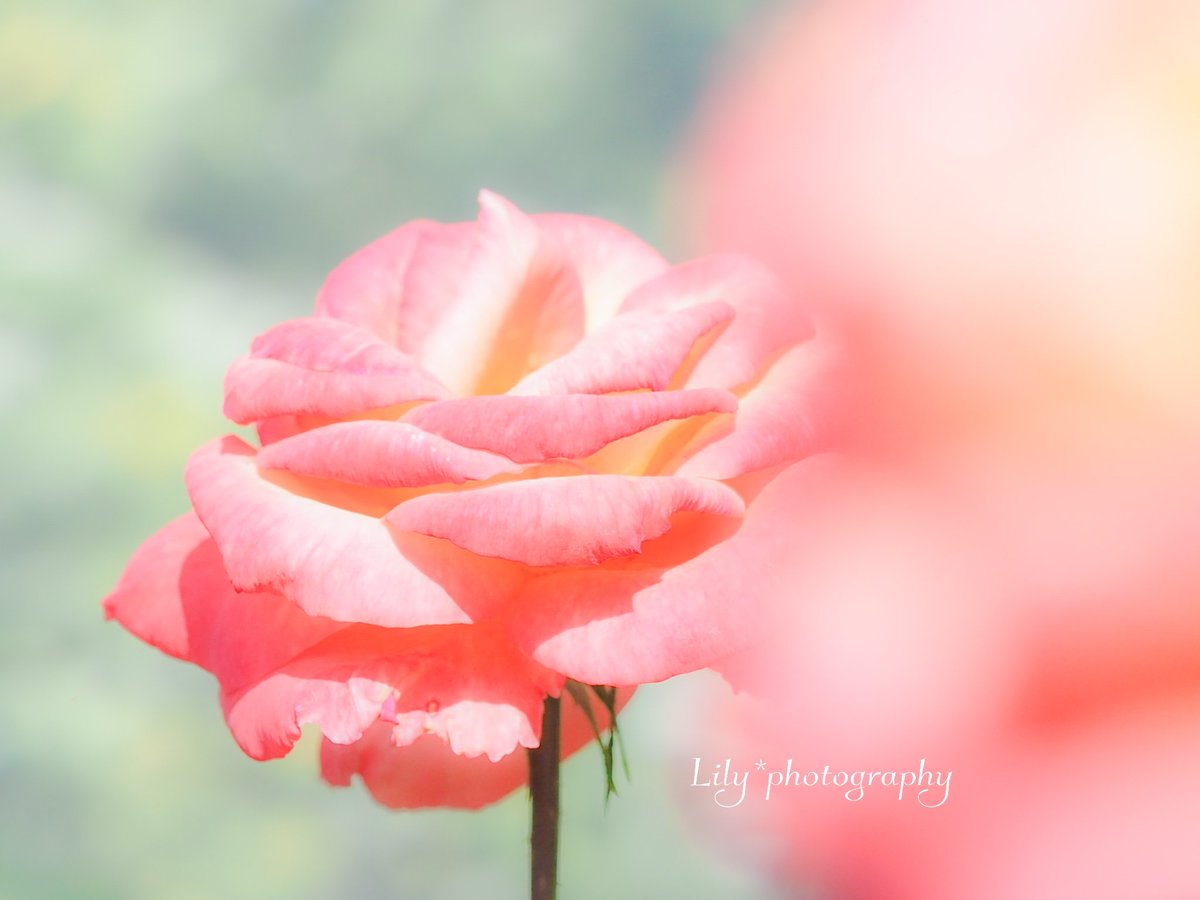 片想い…(⑉• •⑉)…♡

✼　••┈┈••🎀••┈┈••　✼
今月もよろしくお願いします♡