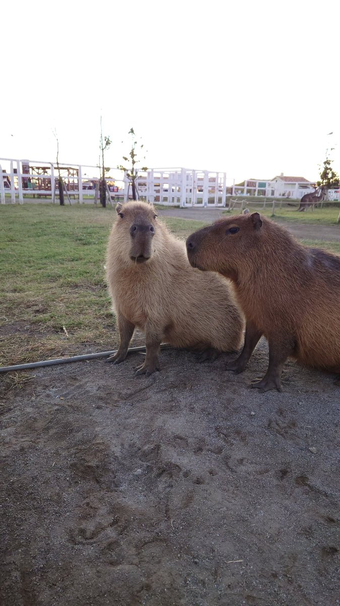 日曜日は休みたい on X