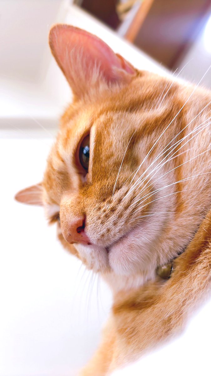 どこかの猫好き 猫天国まとめ②】猫好き必見！100匹以上の猫たちの愛らしい姿が