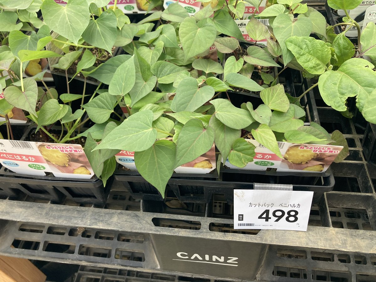 は*)様 ㊼大きめ苗 ももホイップ❣️エレイン交配❣️中里リンゼ交配❣️6苗 メ ねむすぎ on X