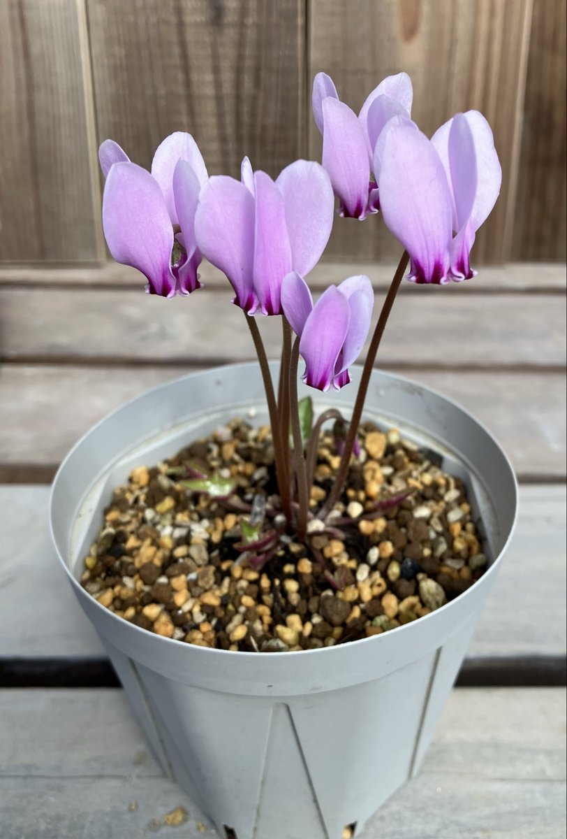 専用希少❣️Melastoma sp. Sibolgaメラストマ　シボルガソネリラ 専用希少❣️Melastoma sp. Sibolgaメラストマ シボルガソネリラ 専用