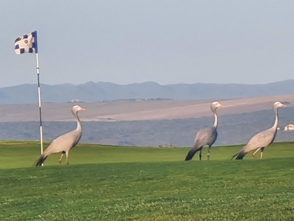 Another incredible sighting at Pinnacle Point! ✨

Over the weekend, a flock of Blue Cranes – South Africa’s national birds – were spotted on the Estate for the very first time!🔭

Photo by Konrad Suhr.

#pinnaclepointestate #awardwinning #wildlife