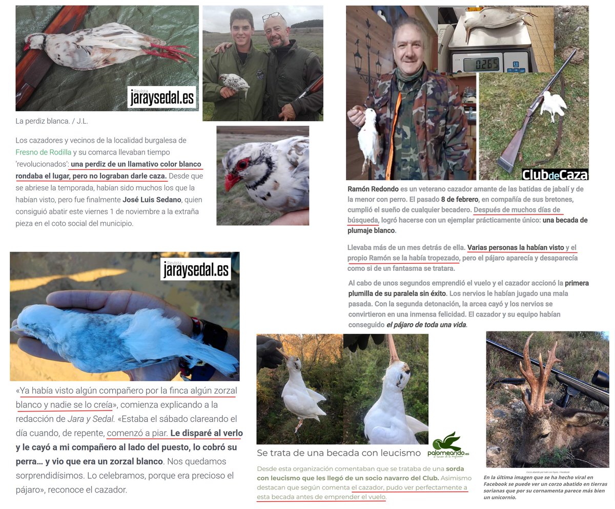 DrBioblogo's tweet photo. Gracias a Satureja, el precioso ejemplar de lince ibérico "blanco" 😍, muchos han descubierto que en la naturaleza se observan animales atípicos fascinantes, que a todos nos gustaría encontrar.

Por desgracia, unos pocos matan a todo animal que es llamativo por color (o forma) 🤬 https://t.co/UHfjVPeGfa