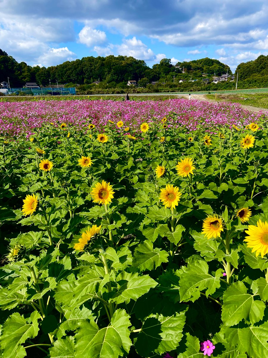 ひまわり - Search / X