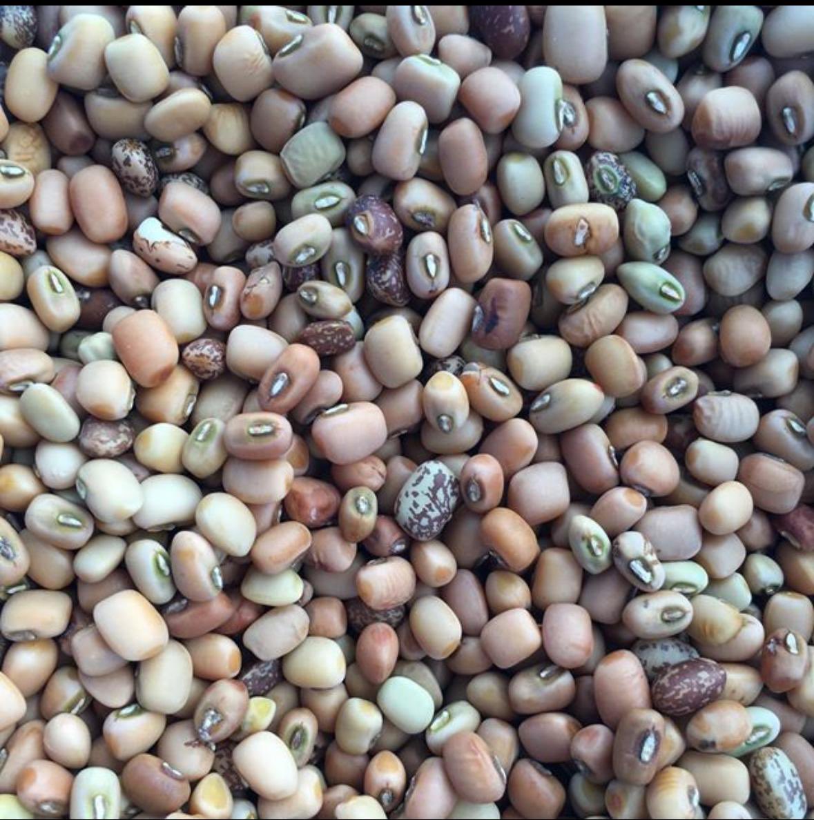 ضمن مشروع تطوير ودعم زراعات المحاصيل المطرية وزراعة اللوبيا في جبال ظفار للموسم 2025م وبمتابعة قسم التنمية الريفية بالمديرية يجرى حاليا حصاد محصول اللوبيا (الدجر) في خطوة تسهم في رفع دخل الأسر الريفية وتعزيز الأمن الغذائي